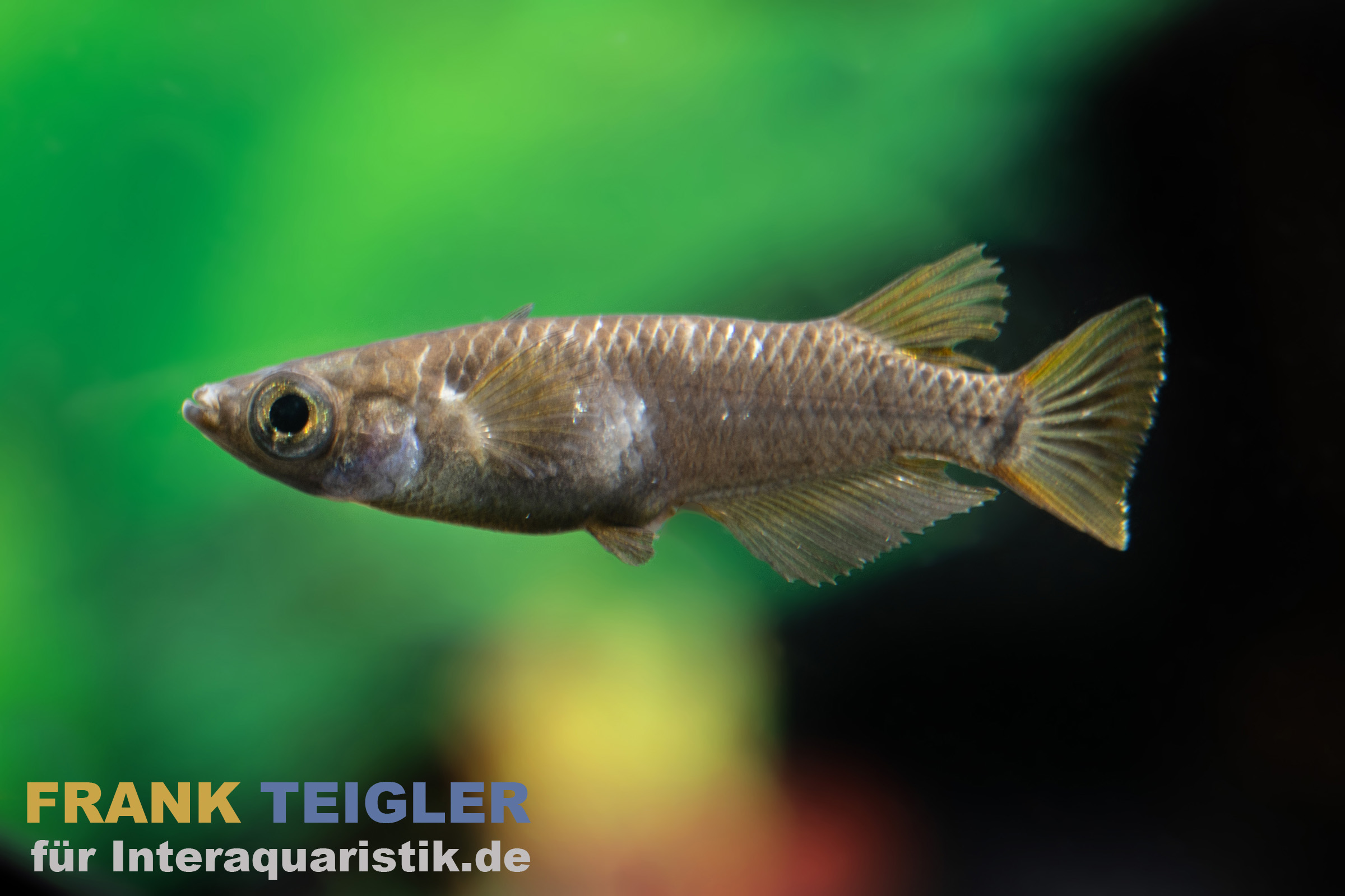 Medaka Super Black, Oryzias latipes Super Black